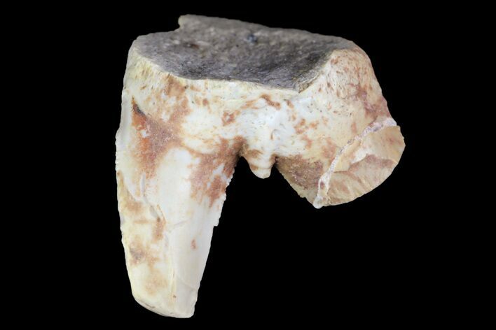 Fossil Shark (Xenacanthus) Tooth - Texas #136335